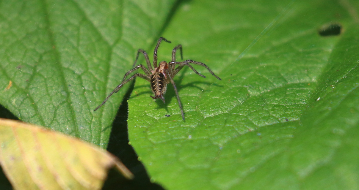 Agelena labyrinthica - illó tölcsérpók