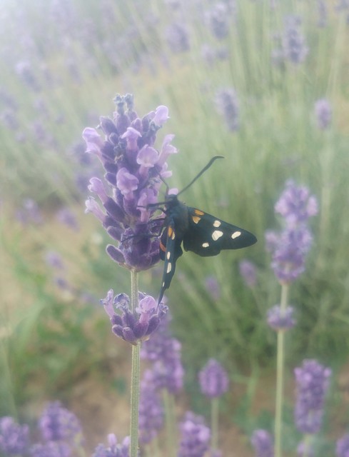 Zygaena ephialtes - változékony csüngőlepke