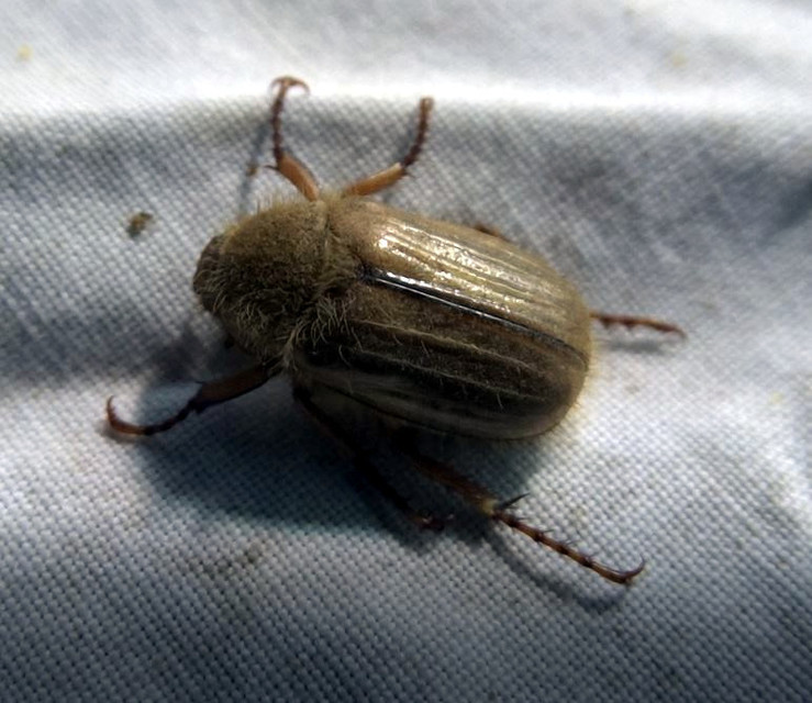 Amphimallon solstitiale - bordás sárgacserebogár