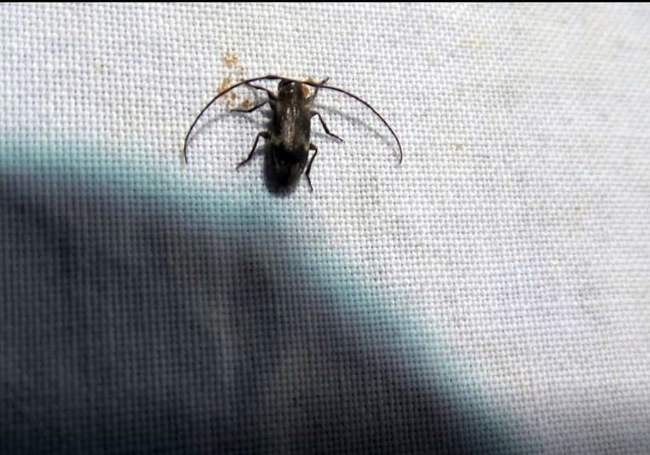 Exocentrus lusitanus - hársfa-rőzsecincér