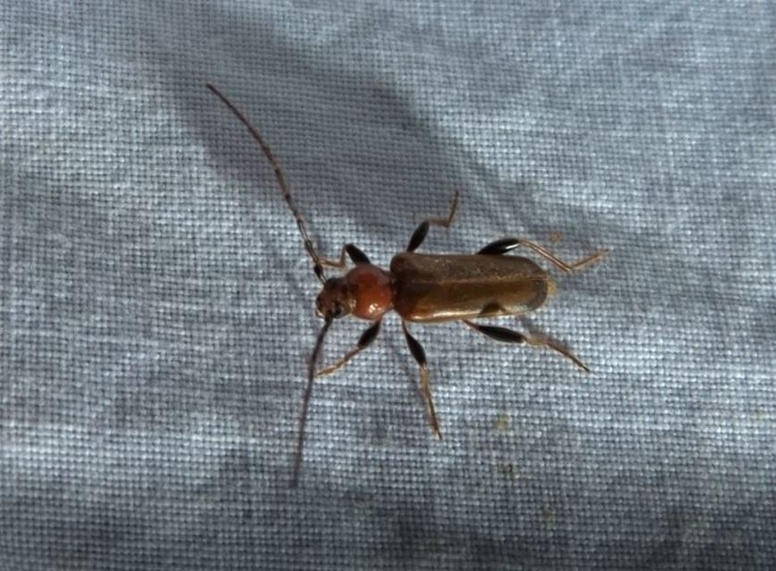 Phymatodes testaceus - változékony korongcincér Phymatodes testaceus - változékony korongcincér