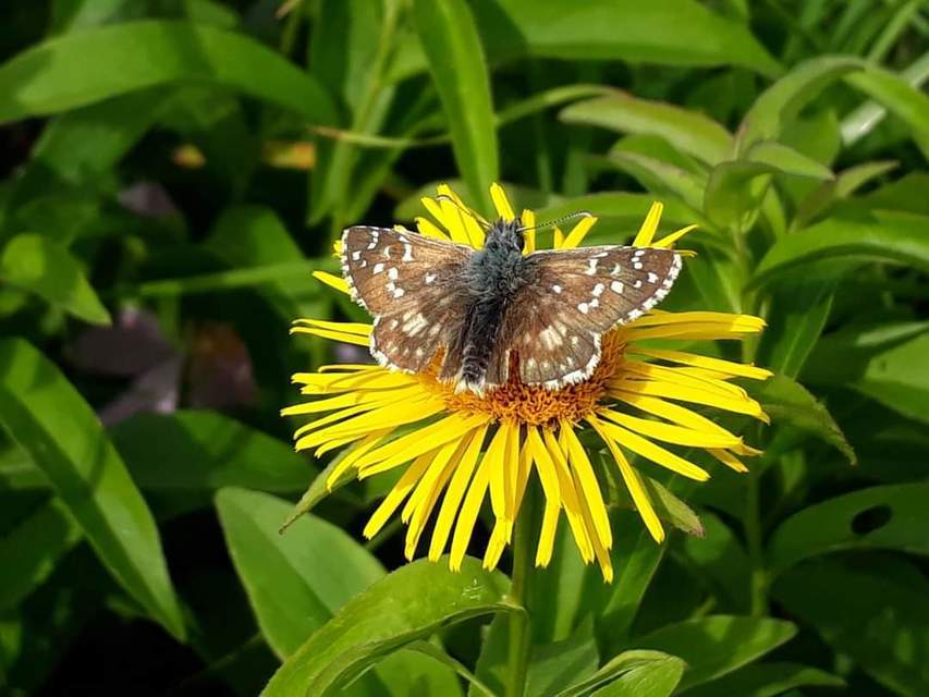 Pyrgus armoricanus - feles busalepke