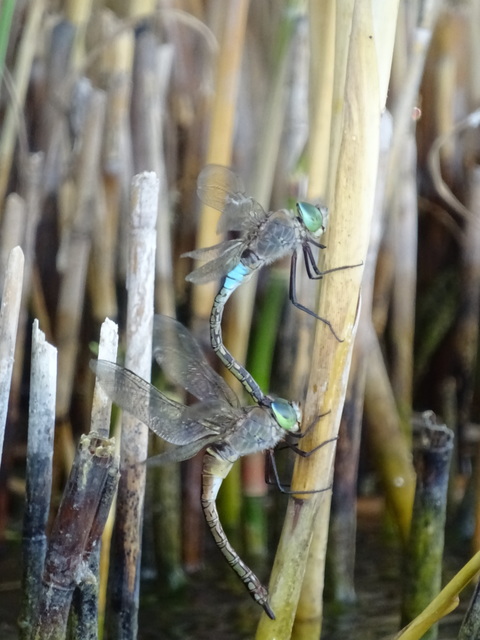Anax parthenope - barna óriásacsa