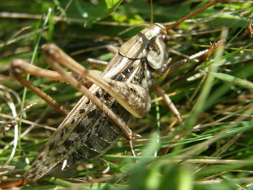 Decticus verrucivorus - szemölcsevő szöcske