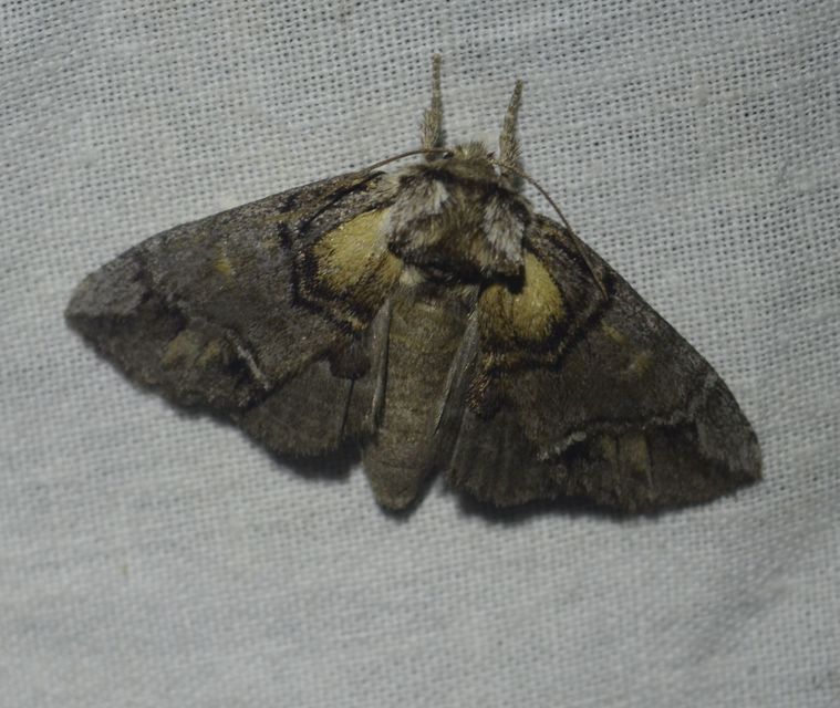 Drymonia velitaris - hegyi púposszövő