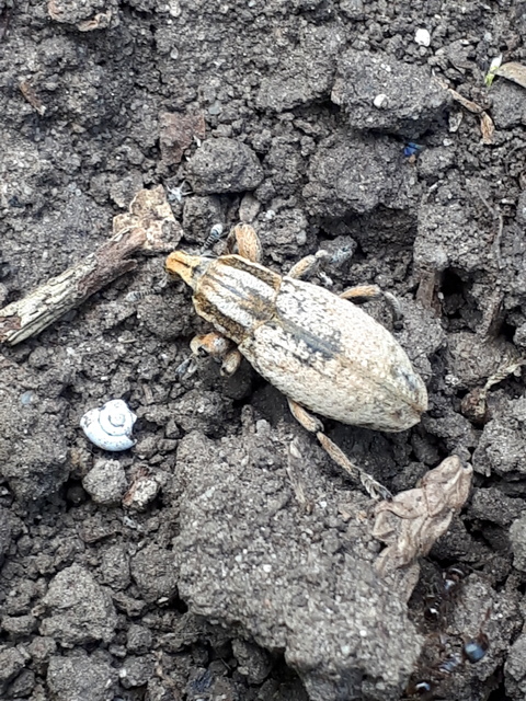 Pseudocleonus cinereus - hamvas barkó
