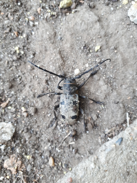 Morimus asper funereus - gyászcincér