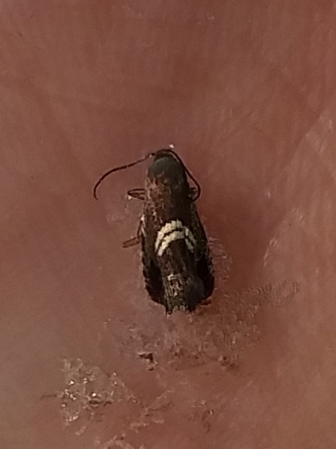 Grapholita