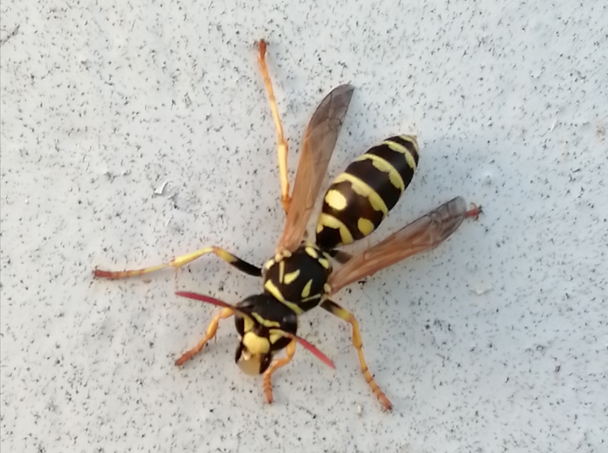 Polistes dominulus - déli papírdarázs