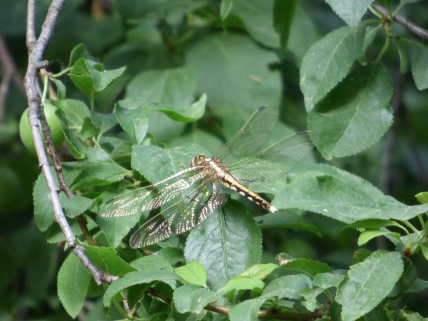 Orthetrum albistylum - fehérfarkú pásztorszitakötő