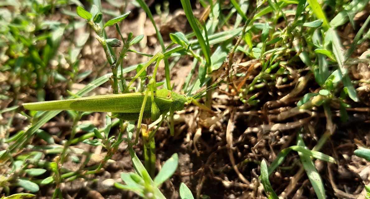 Phaneroptera nana - pontozott repülőszöcske