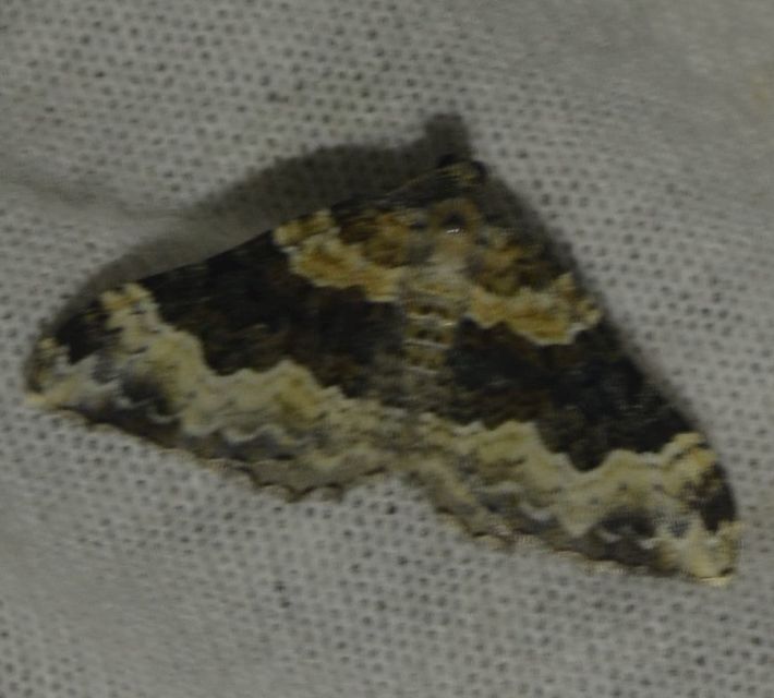 Epirrhoe galiata - sávos galajaraszoló