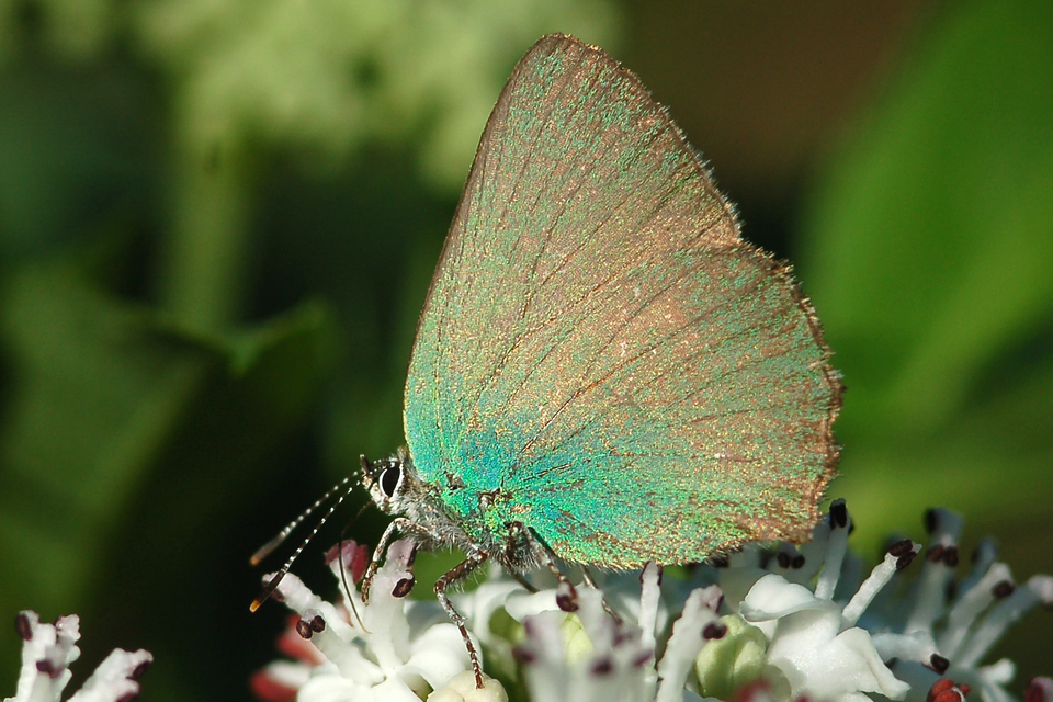 Callophrys rubi - zöldfonákú lepke