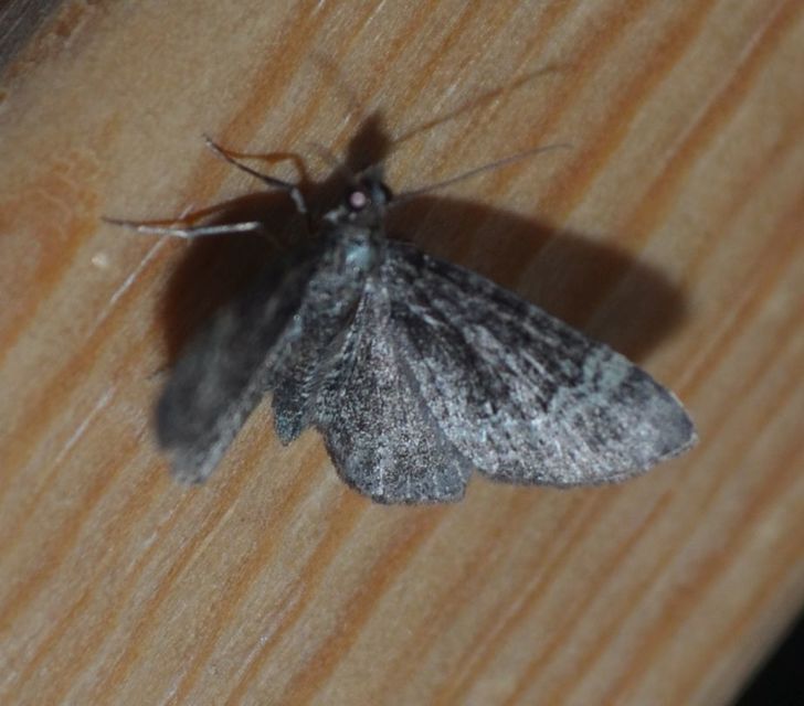 Pasiphila rectangulata - almavirág-araszoló