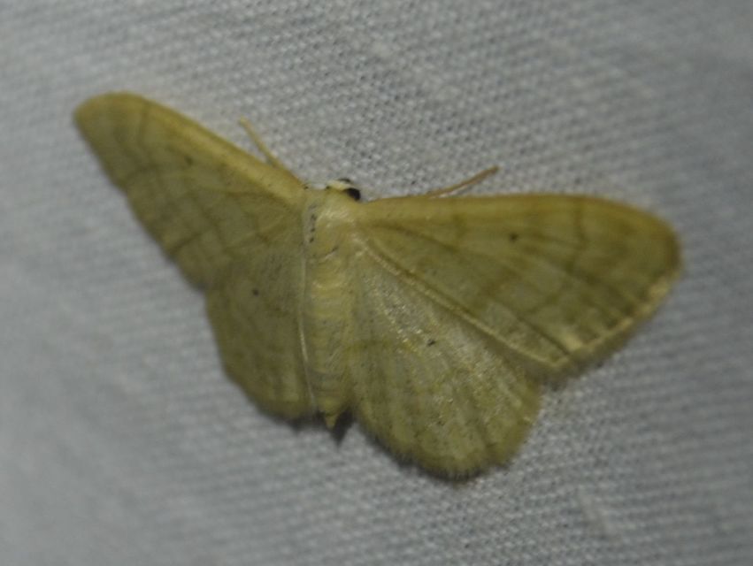 Idaea deversaria - egyszínű sávosaraszoló