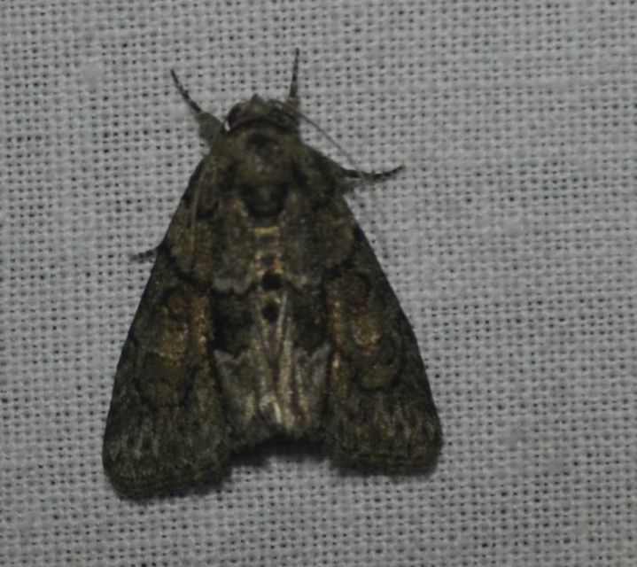 Cryphia fraudatricula - homoki zuzmóbagoly