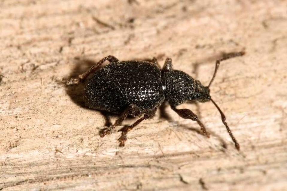 Otiorhynchus ovatus - apró gyalogormányos