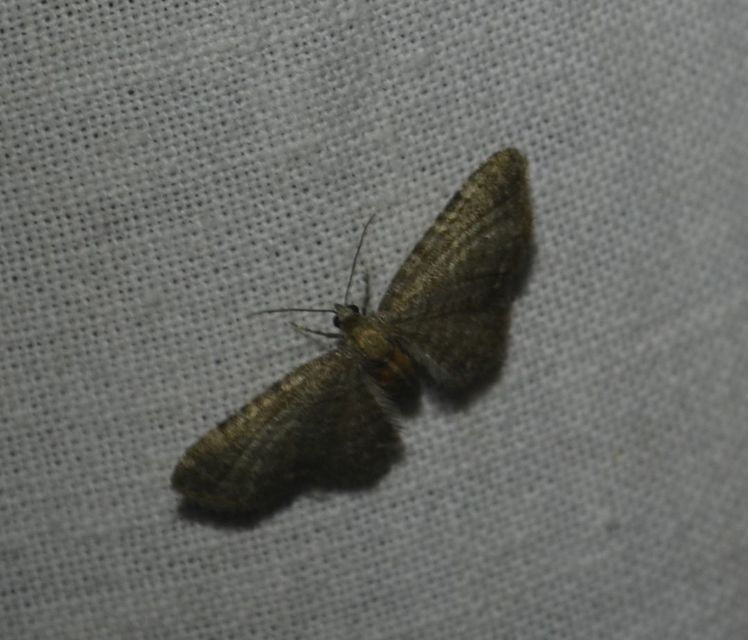 Eupithecia haworthiata - rozsdástestű törpearaszoló