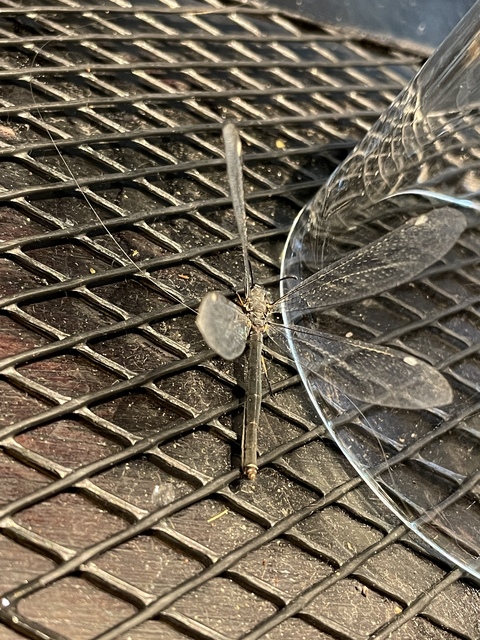 Myrmeleon