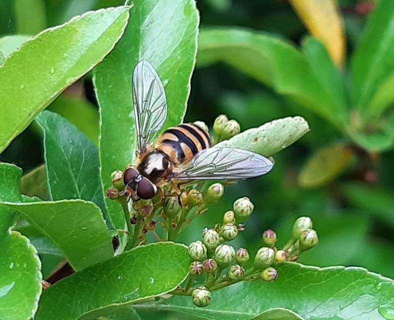 Syrphus