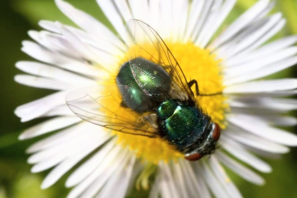 Lucilia sericata - selymes döglégy