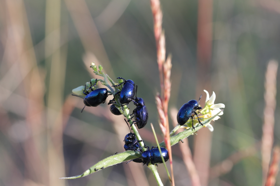 Chrysochus asclepiadeus - tündöklő méreggyiloklevelész