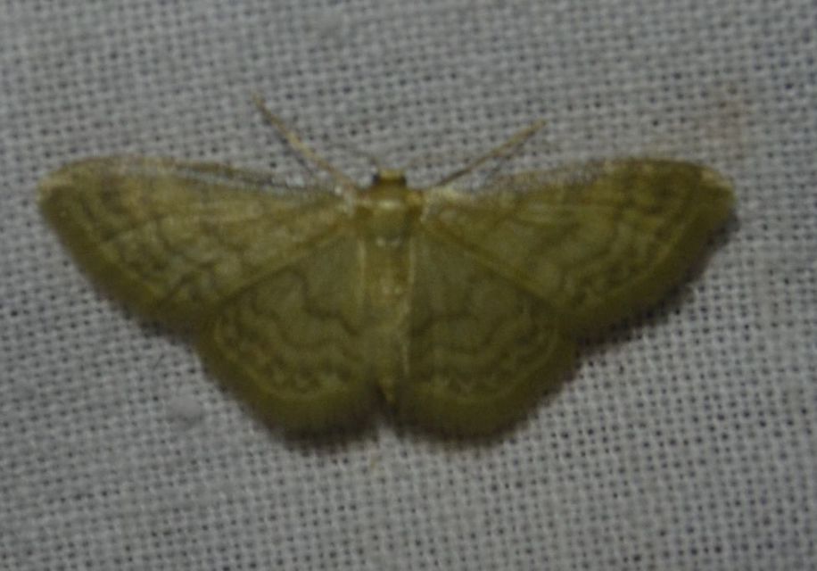 Idaea dilutaria - napvirág-apróaraszoló