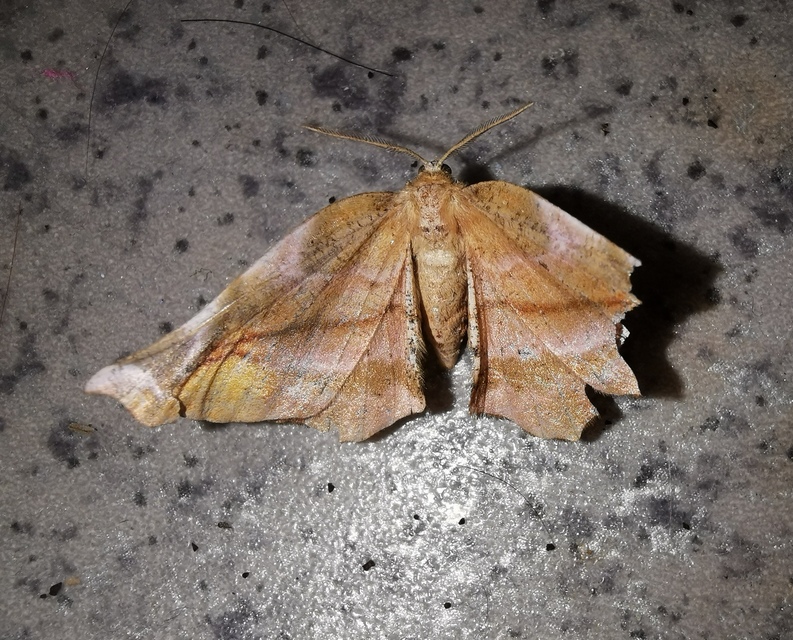 Apeira syringaria - orgona-araszoló