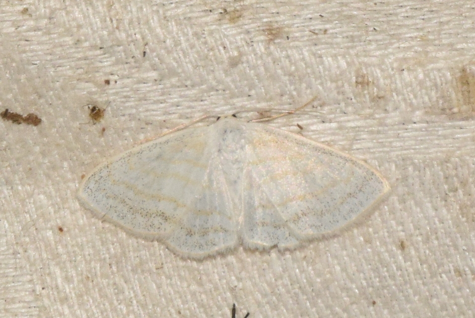 Scopula caricaria - mocsári fehéraraszoló