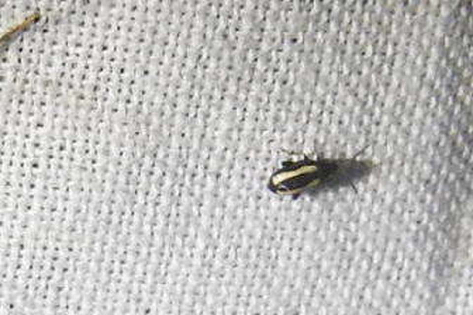 Phyllotreta