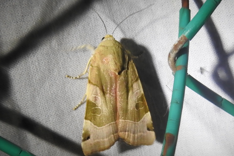 Noctua fimbriata - szélessávú sárgafűbagoly