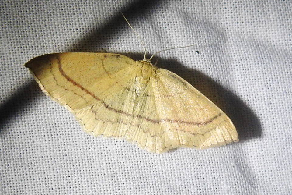 Cyclophora linearia - vonalas pettyesaraszoló