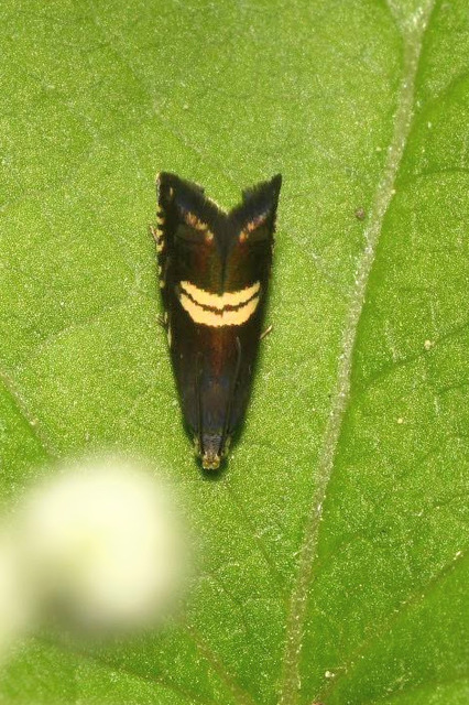 Grapholita
