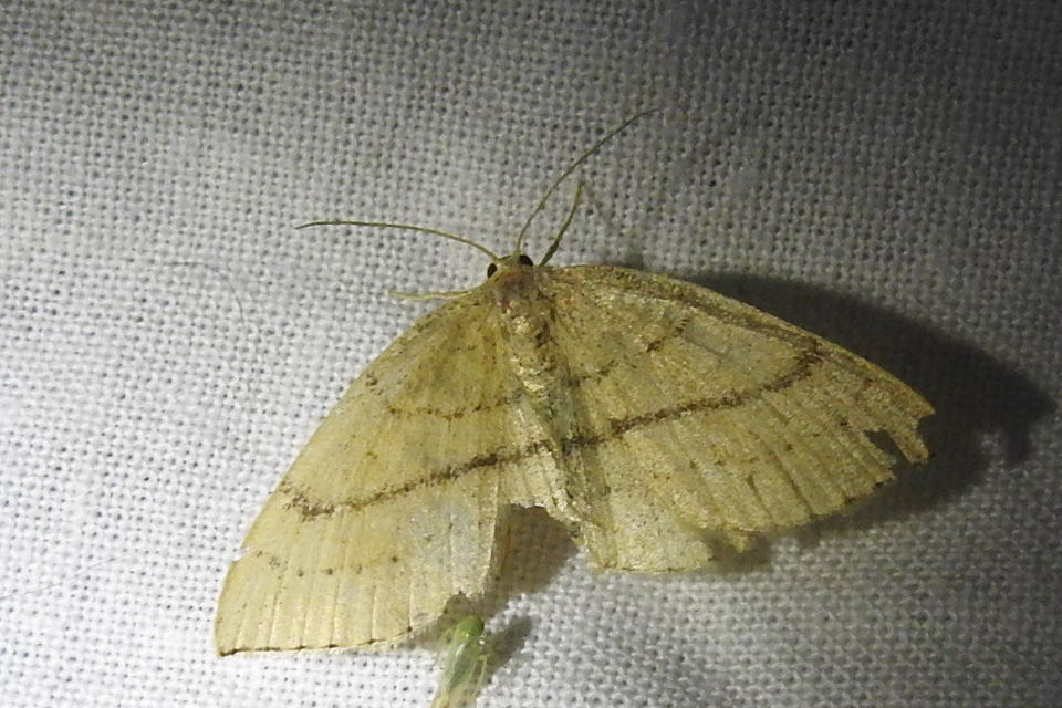 Cyclophora linearia - vonalas pettyesaraszoló