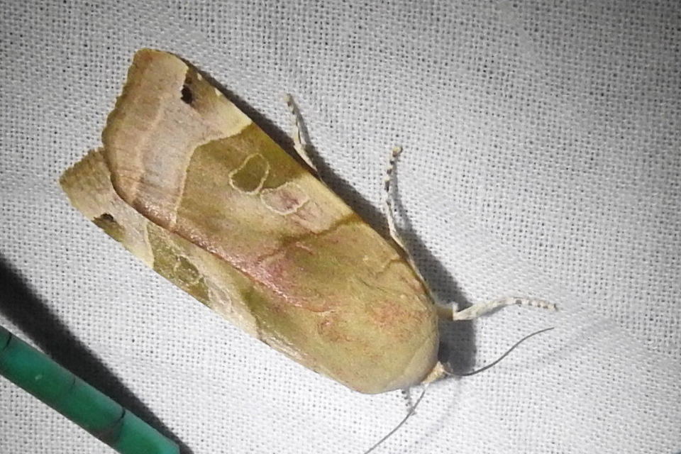 Noctua fimbriata - szélessávú sárgafűbagoly