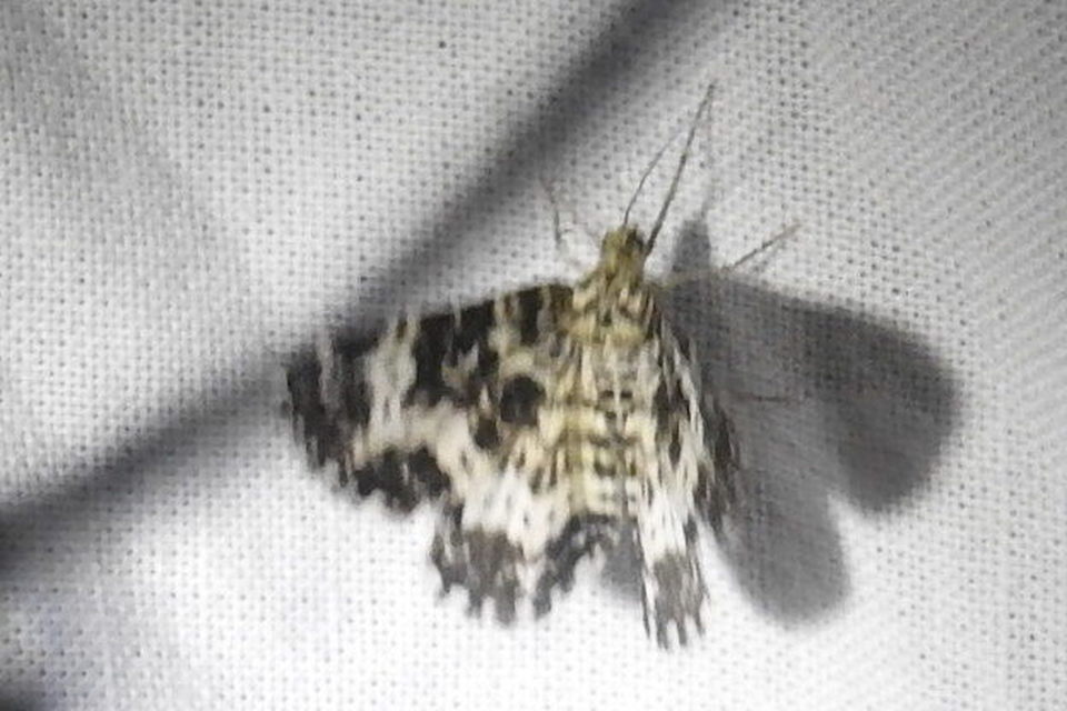 Epirrhoe tristata - gyászos tarkaaraszoló