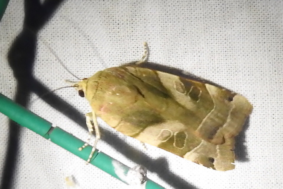 Noctua fimbriata - szélessávú sárgafűbagoly