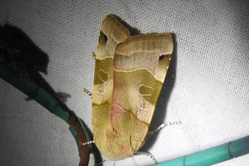 Noctua fimbriata - szélessávú sárgafűbagoly