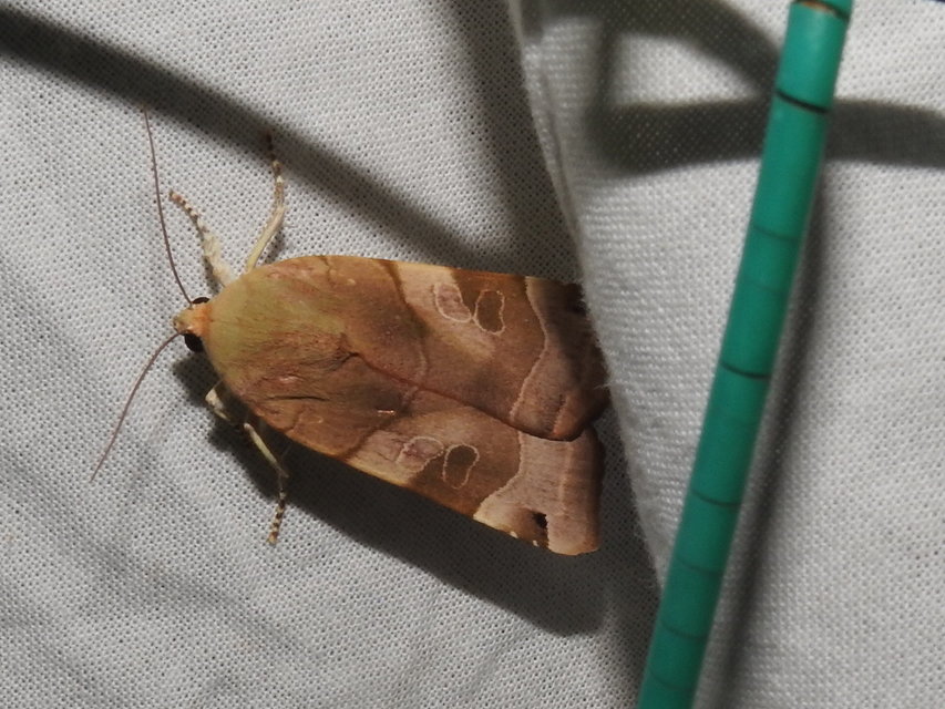 Noctua fimbriata - szélessávú sárgafűbagoly