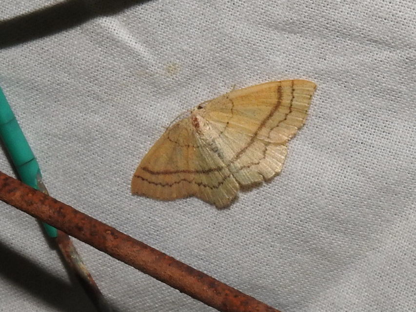 Cyclophora linearia - vonalas pettyesaraszoló
