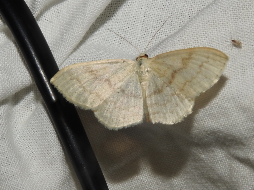 Scopula floslactata - tejfehér sávosaraszoló