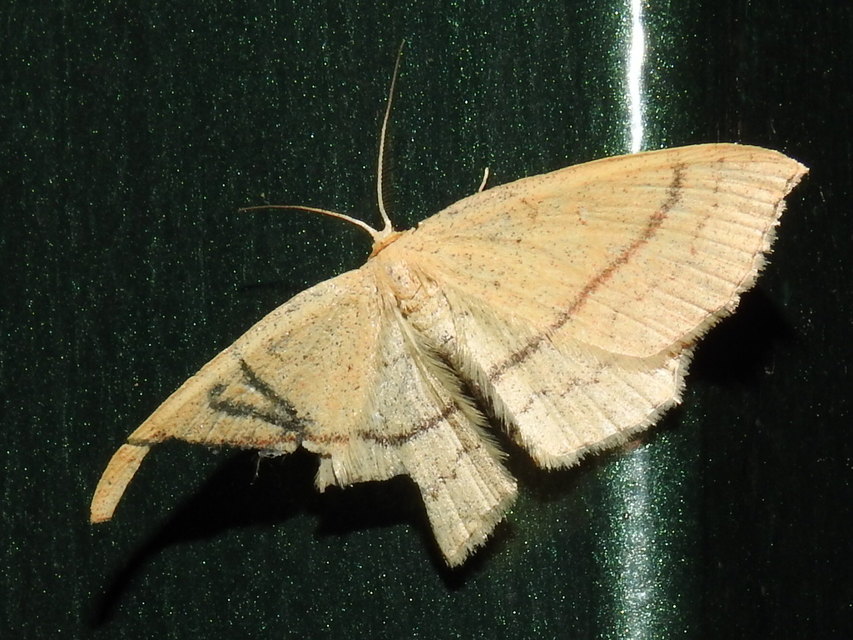 Cyclophora linearia - vonalas pettyesaraszoló