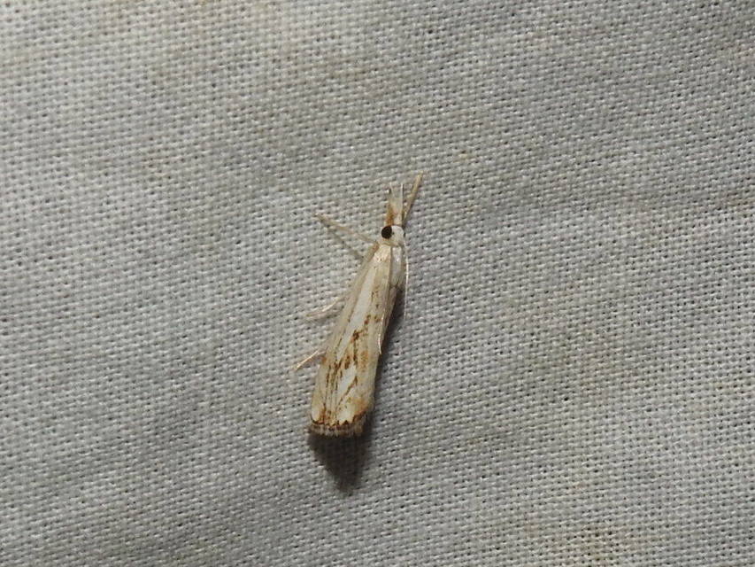 Catoptria falsella - hálós fűgyökérmoly