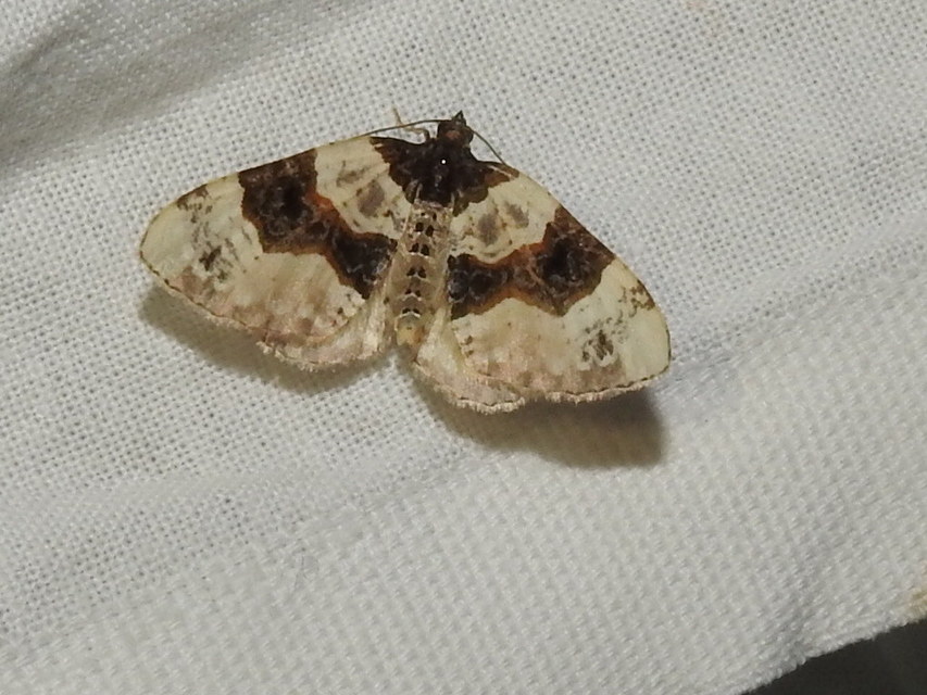 Cosmorhoe ocellata - szemes galajaraszoló