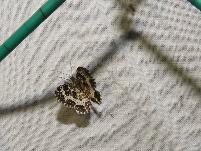 Epirrhoe tristata - gyászos tarkaaraszoló