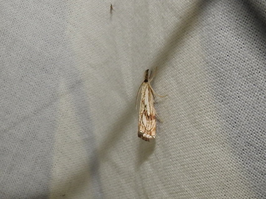 Catoptria falsella - hálós fűgyökérmoly