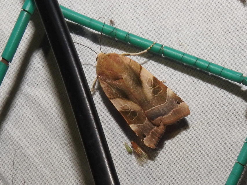 Noctua fimbriata - szélessávú sárgafűbagoly