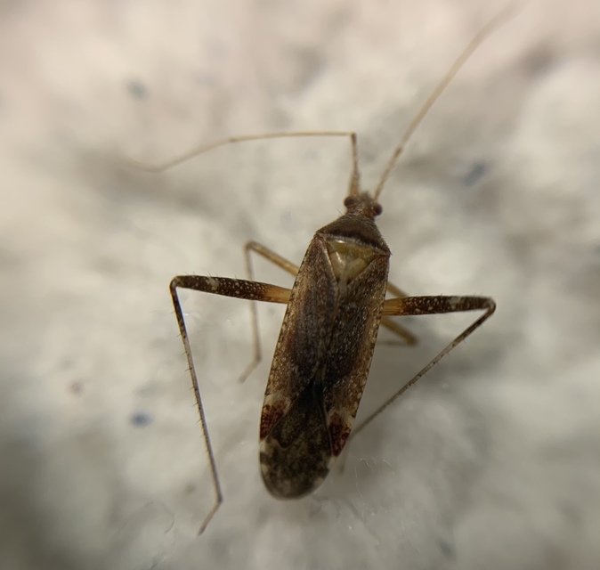 Phytocoris ulmi - szilfapoloska