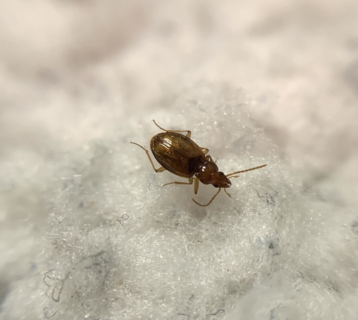 Porotachys bisulcatus - zömök martfutó