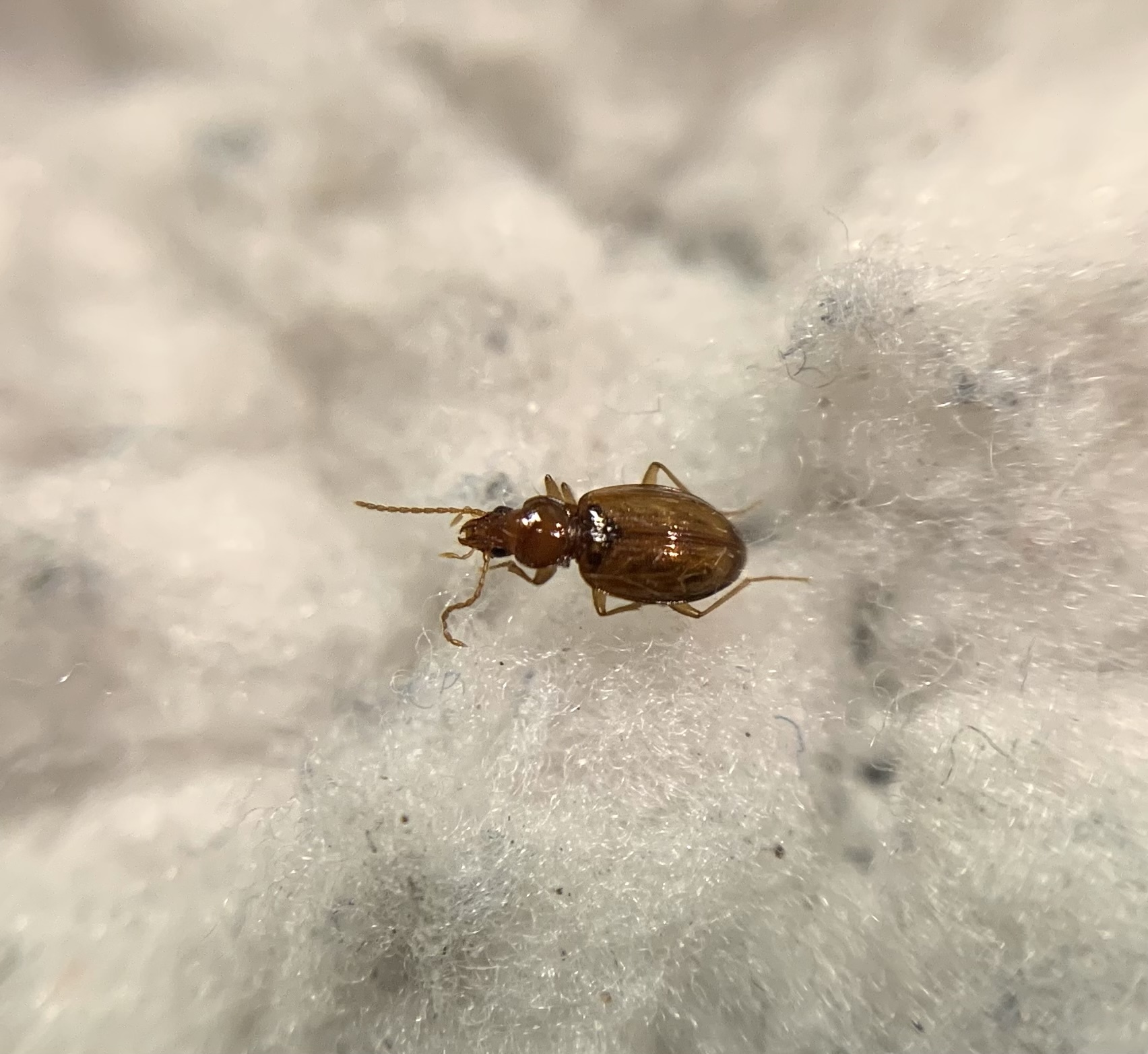 Porotachys bisulcatus - zömök martfutó